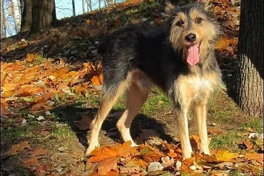 Uroczy ok. 2 letni Zbyszko szuka dobrego domu!,  m