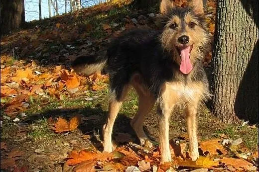 Uroczy ok. 2 letni Zbyszko szuka dobrego domu!,  m