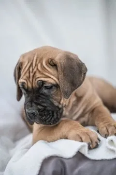 Cane Corso Piękne zarejestrowane szczenięta na sprzedaż, Mazowieckie, Warszawa