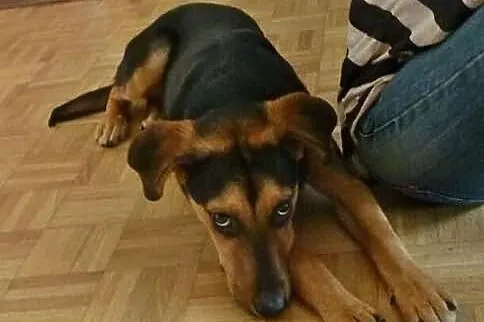 Zosia szuka domu