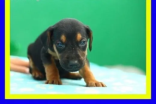 9szczeniaczków,mama w typie owczarka,szukają domu,
