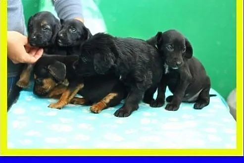 9szczeniaczków,mama w typie owczarka,szukają domu,