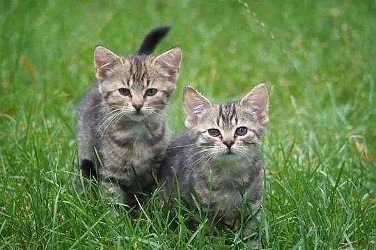 8-tygodniowe kotki do adopcji!,  śląskie Częstocho, Częstochowa