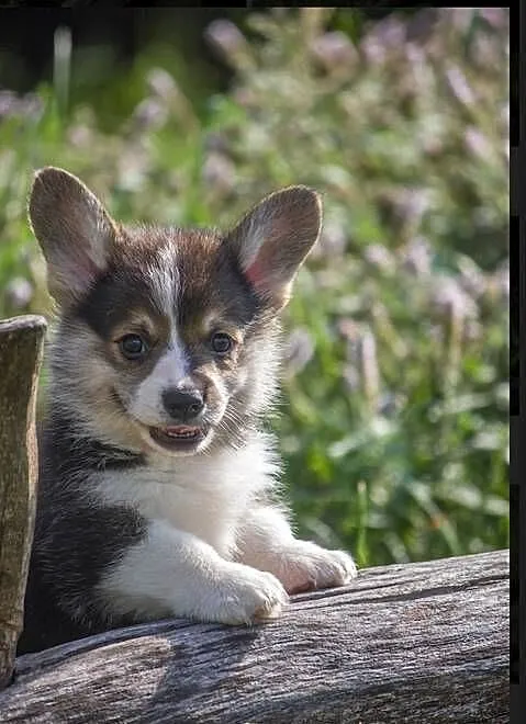 Welsh Corgi Pembroke rezolutny chłopiec trikolor, Warmińsko-mazurskie, Elbląg