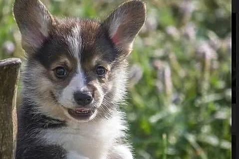 Welsh Corgi Pembroke rezolutny chłopiec trikolor, Warmińsko-mazurskie, Elbląg