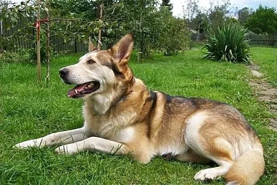 Whisky w typie husky szuka domu