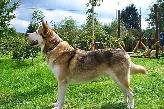 Whisky w typie husky szuka domu