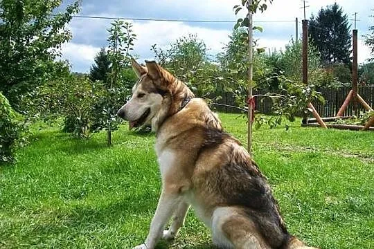 Whisky w typie husky szuka domu