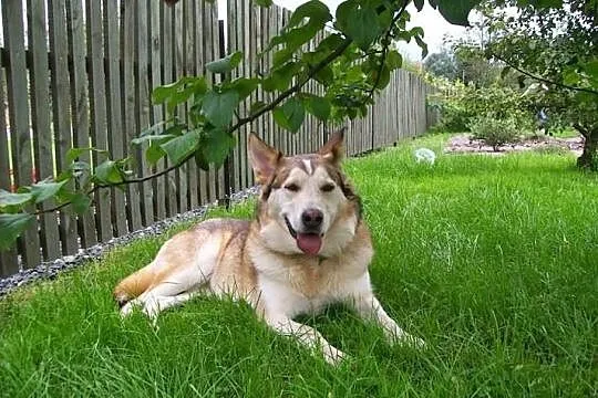 Whisky w typie husky szuka domu