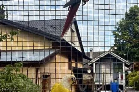 Rudosterki zielonolice, Małopolskie, Limanowa