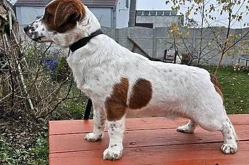 Jack russell terrier pies, Wielkopolskie, Gostyń