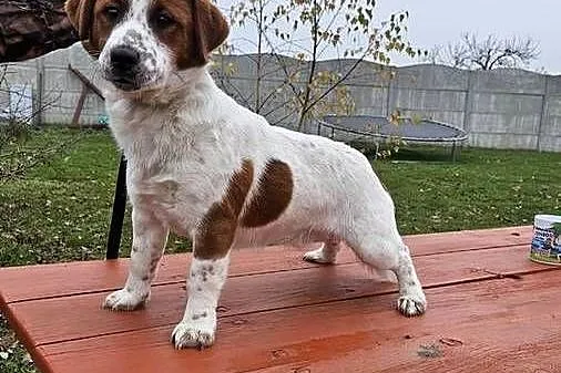 Jack russell terrier pies, Wielkopolskie, Gostyń