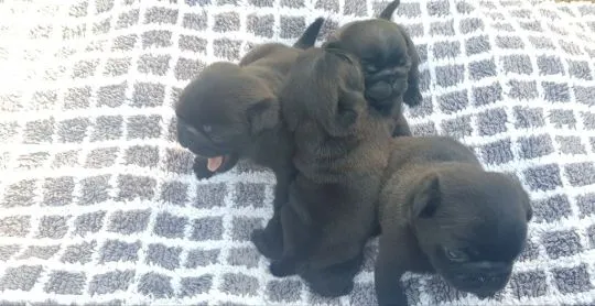 Pug Mopsik Pugs (FCI)...............................email.... {{smagdalena227@gmail.com}}