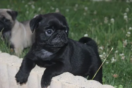 Pug Mopsik Pugs (FCI)...............................email.... {{smagdalena227@gmail.com}}, , Sosnowiec 	
