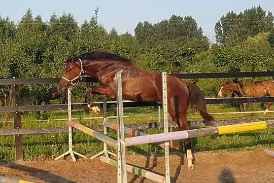 Szukam konia sportowego do współdzierżawy z możliw, Lipnica