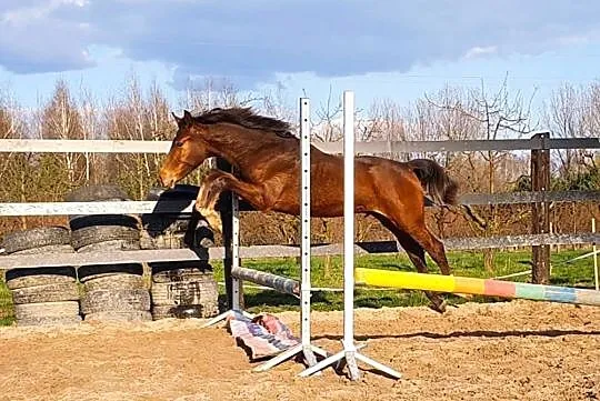 Szukam konia sportowego do współdzierżawy z możliw, Lipnica