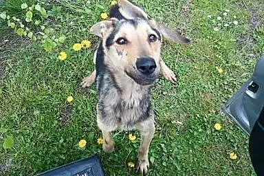 CHUDY  porzucony jak przedmiot szuka domu,  dolnoś