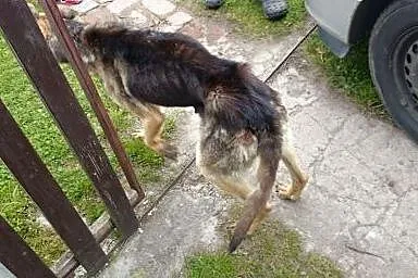 CHUDY  porzucony jak przedmiot szuka domu,  dolnoś