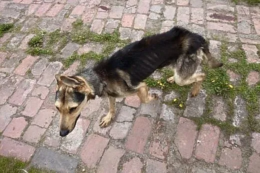 CHUDY  porzucony jak przedmiot szuka domu,  dolnoś