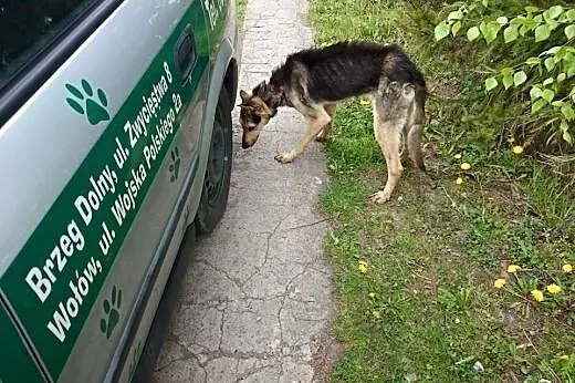CHUDY  porzucony jak przedmiot szuka domu,  dolnoś