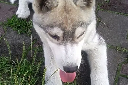 ARAK- kochany szczeniak husky do adopcji,  mazowie