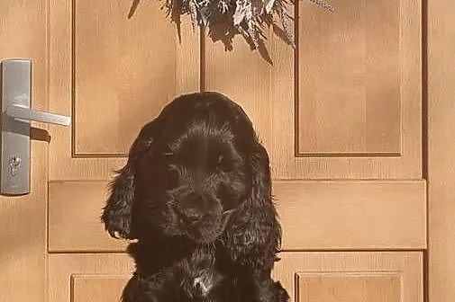Cocker spaniel angielski