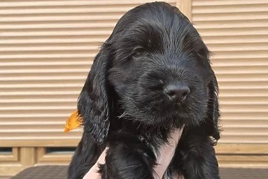 Cocker spaniel angielski, Zachodniopomorskie, Choszczno