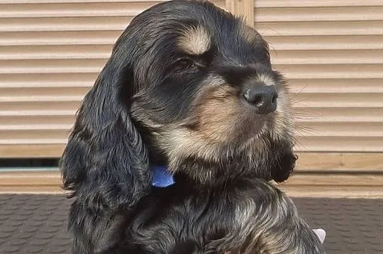 Cocker spaniel angielski, Zachodniopomorskie, Choszczno