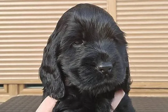 Cocker spaniel angielski, Zachodniopomorskie, Choszczno
