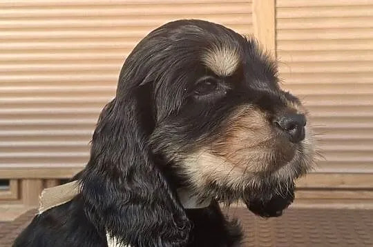 Cocker spaniel angielski, Zachodniopomorskie, Choszczno