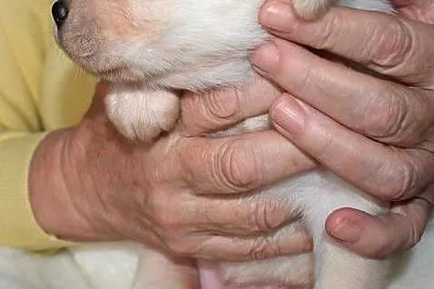 Zdrowe piękne mądre suczki Labrador ZKwP po championie badania genetyczne, Śląskie, Myszków