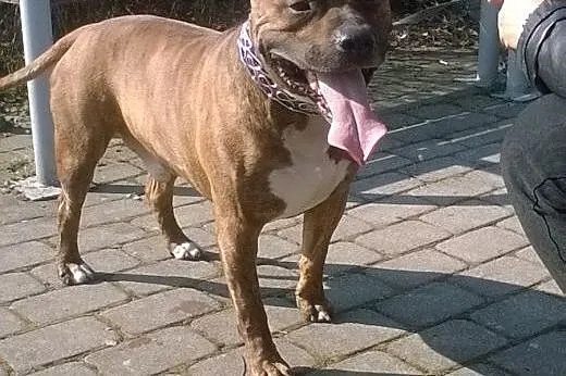 Reproduktor American Staffordshire Terrier,  mazowieckie Warszawa