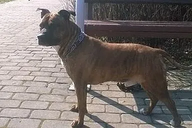 Reproduktor American Staffordshire Terrier,  mazow