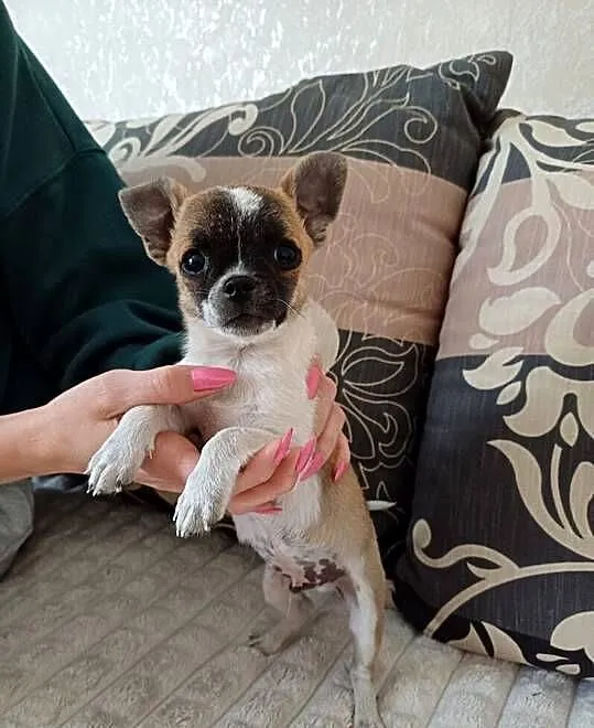 Szczeniak chihuahua, Mazowieckie, Mińsk Mazowiecki