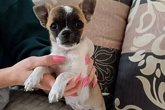 Szczeniak chihuahua, Mazowieckie, Mińsk Mazowiecki
