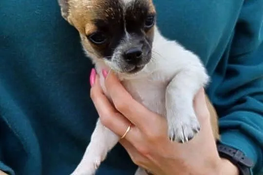 Szczeniak chihuahua, Mazowieckie, Mińsk Mazowiecki