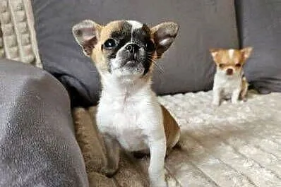Szczeniak chihuahua, Mazowieckie, Mińsk Mazowiecki
