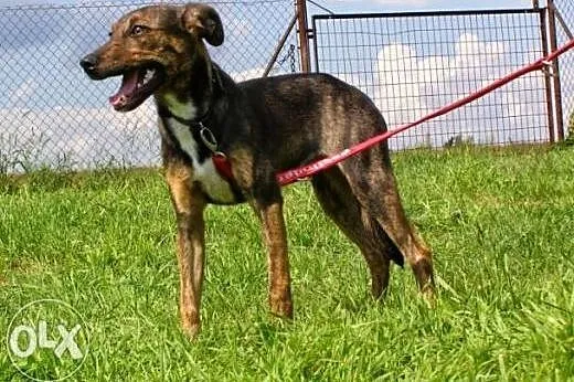 TILA- niespełna roczna sunia, delikatna urocza do adopcji.,  świętokrzyskie Kielce