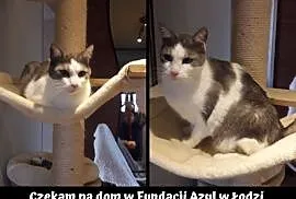 Kotek po śmierci właściciela potrzebuje nowego dom, Łódź