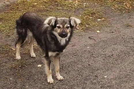 Młodziutka malutka Fruzia szuka domu,  mazowieckie