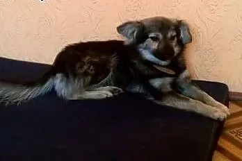 Młodziutka malutka Fruzia szuka domu,  mazowieckie