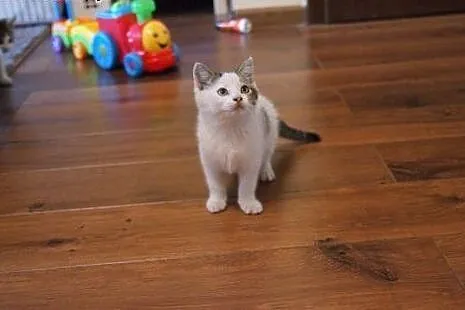 2-miesięczna serduszkowa kotka,  dolnośląskie Wroc