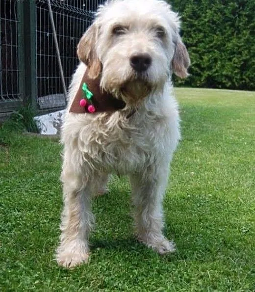 Frida- mix wyżeł, jedyna taka suczka w wielkiej po