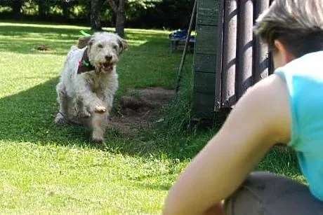 Frida- mix wyżeł, jedyna taka suczka w wielkiej po