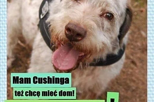 Frida- mix wyżeł, jedyna taka suczka w wielkiej po