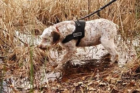 Frida- mix wyżeł, jedyna taka suczka w wielkiej po