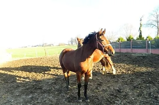 Sprzedam lub zamienie