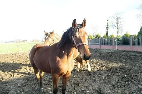 Sprzedam lub zamienie