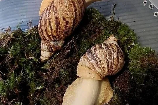 Ślimaki Afrykańskie  Lissachatina Reticulata albino