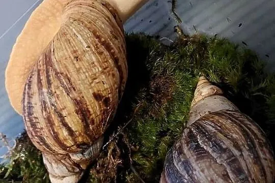 Ślimaki Afrykańskie  Lissachatina Reticulata albino, Mazowieckie, Warszawa